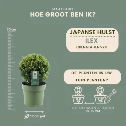 LA GREEN TOUCH - Lot de 2 ilex crenata 'jenny' ø20cm