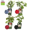 LA GREEN TOUCH - Lot de 4 plantes fruitières