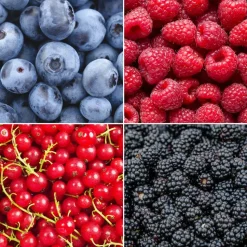 LA GREEN TOUCH - Lot de 4 plantes fruitières