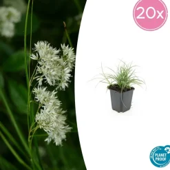 LA GREEN TOUCH - Luzule blanche x20 – entre 1,25 et 1,67m2