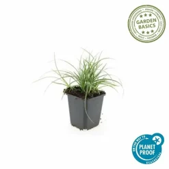 LA GREEN TOUCH - Luzule blanche x20 – entre 1,25 et 1,67m2