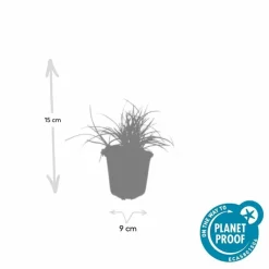 LA GREEN TOUCH - Luzule blanche x20 – entre 1,25 et 1,67m2