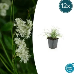 LA GREEN TOUCH - Luzule blanche x20 – entre 1,25 et 1,67m2