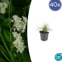 LA GREEN TOUCH - Luzule blanche x20 – entre 1,25 et 1,67m2