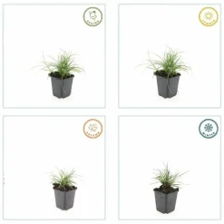 LA GREEN TOUCH - Luzule blanche x12 – entre 0,75 et 1m2