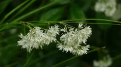 LA GREEN TOUCH - Luzule blanche x12 – entre 0,75 et 1m2