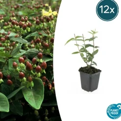 LA GREEN TOUCH - Millepertuis inodore x20 – entre 1,25 et 1,67m2