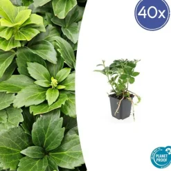 LA GREEN TOUCH - Millepertuis inodore 'beauty' x20 – entre 1,25 et 1,67m2