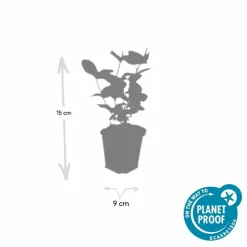 LA GREEN TOUCH - Millepertuis inodore 'beauty' x20 – entre 1,25 et 1,67m2