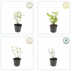 LA GREEN TOUCH - Millepertuis inodore 'beauty' x20 – entre 1,25 et 1,67m2