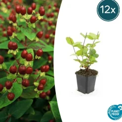 LA GREEN TOUCH - Millepertuis inodore 'beauty' x20 – entre 1,25 et 1,67m2