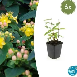 LA GREEN TOUCH - Millepertuis inodore 'annebel' x6 – entre 0,38 et 0,5m2