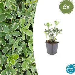 LA GREEN TOUCH - Millepertuis inodore 'annebel' x6 – entre 0,38 et 0,5m2