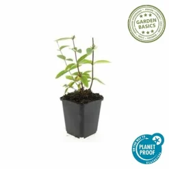 LA GREEN TOUCH - Millepertuis inodore 'annebel' x6 – entre 0,38 et 0,5m2