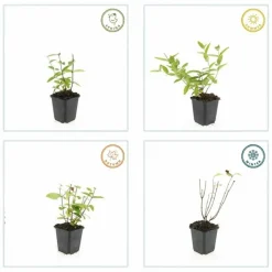 LA GREEN TOUCH - Millepertuis inodore 'annebel' x6 – entre 0,38 et 0,5m2