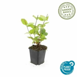 LA GREEN TOUCH - Millepertuis inodore 'beauty' x12 – entre 0,75 et 1m2