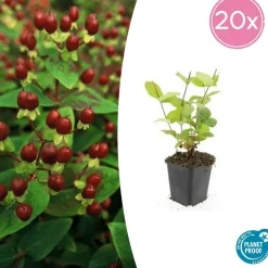 LA GREEN TOUCH - Millepertuis inodore 'beauty' x12 – entre 0,75 et 1m2