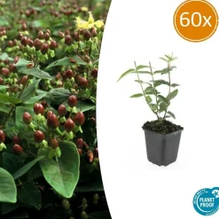 LA GREEN TOUCH - Millepertuis inodore x60 – entre 3,75 et 5m2