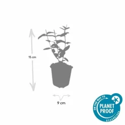 LA GREEN TOUCH - Millepertuis inodore x60 – entre 3,75 et 5m2