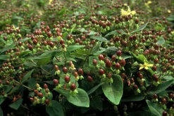 LA GREEN TOUCH - Millepertuis inodore x60 – entre 3,75 et 5m2