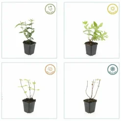 LA GREEN TOUCH - Millepertuis inodore x60 – entre 3,75 et 5m2