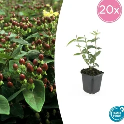 LA GREEN TOUCH - Millepertuis inodore x60 – entre 3,75 et 5m2