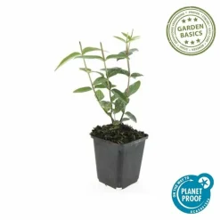 LA GREEN TOUCH - Millepertuis 'rheingold' x20 – entre 1,25 et 1,67m2