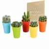 LA GREEN TOUCH - Mix de 5 cactus et leurs caches-pots colorés h16cm