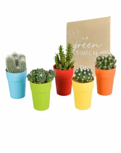 LA GREEN TOUCH - Mix de 5 cactus et leurs caches-pots colorés h16cm