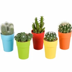 LA GREEN TOUCH - Mix de 5 cactus et leurs caches-pots colorés h16cm