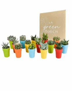 LA GREEN TOUCH - Mix de 15 cactus et succulentes et leurs caches-pots colorés h13cm