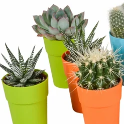 LA GREEN TOUCH - Mix de 15 cactus et succulentes et leurs caches-pots colorés h13cm