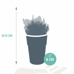 LA GREEN TOUCH - Mix de 15 cactus et succulentes et leurs caches-pots colorés h13cm