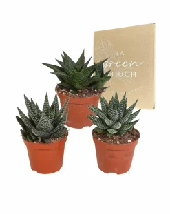 LA GREEN TOUCH - Mix de 3 gasteria et haworthia h18cm