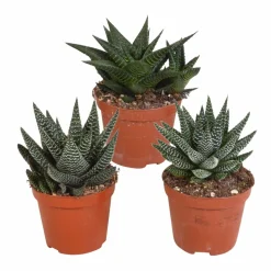 LA GREEN TOUCH - Mix de 3 gasteria et haworthia h18cm