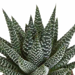 LA GREEN TOUCH - Mix de 3 gasteria et haworthia h18cm