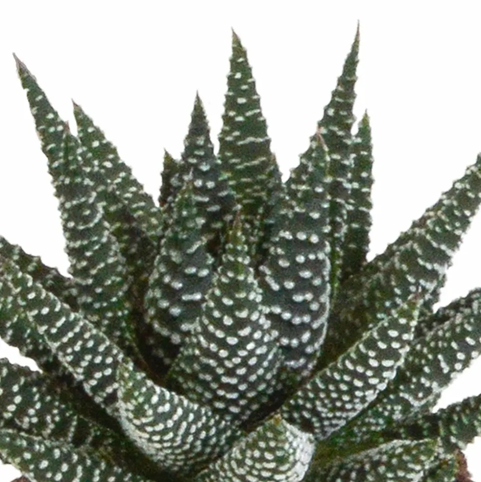 LA GREEN TOUCH - Mix de 3 gasteria et haworthia h18cm