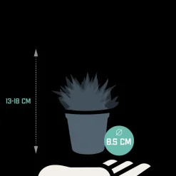 LA GREEN TOUCH - Mix de 3 gasteria et haworthia h18cm