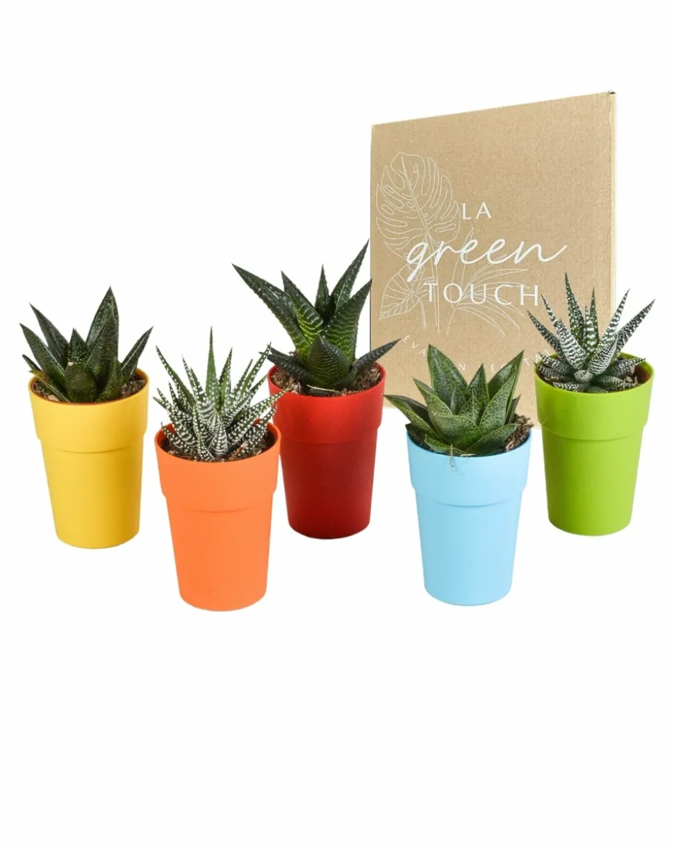 LA GREEN TOUCH - Mix de 5 gasteria et haworthia h16cm