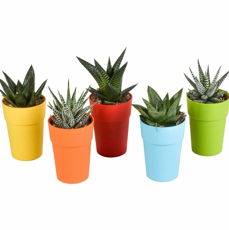 LA GREEN TOUCH - Mix de 5 gasteria et haworthia h16cm