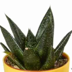 LA GREEN TOUCH - Mix de 5 gasteria et haworthia h16cm