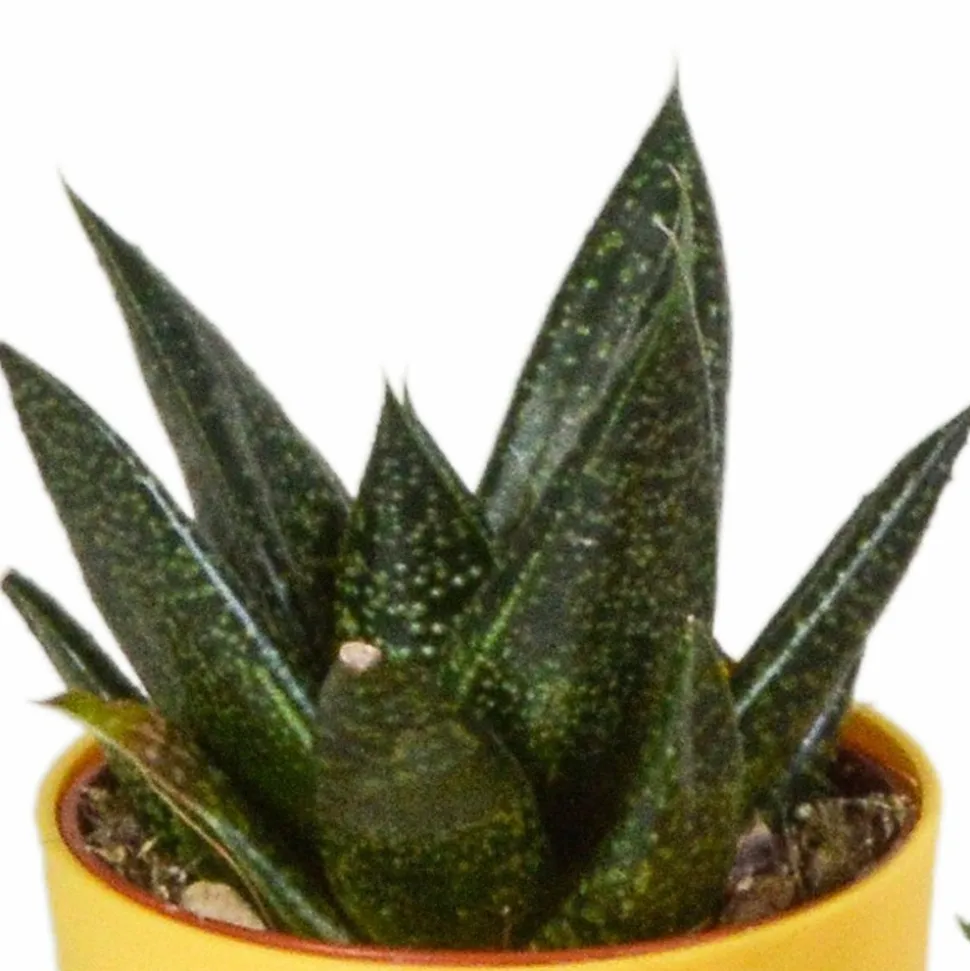 LA GREEN TOUCH - Mix de 5 gasteria et haworthia h16cm