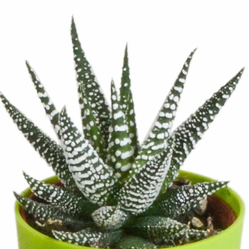 LA GREEN TOUCH - Mix de 5 gasteria et haworthia h16cm