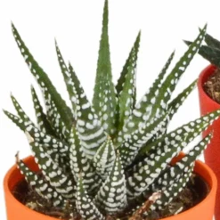 LA GREEN TOUCH - Mix de 5 gasteria et haworthia h16cm