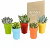 LA GREEN TOUCH - Mix de 5 succulentes et leurs caches-pots colorés h16cm