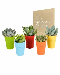 LA GREEN TOUCH - Mix de 5 succulentes et leurs caches-pots colorés h16cm
