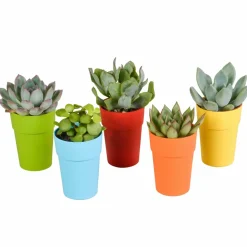 LA GREEN TOUCH - Mix de 5 succulentes et leurs caches-pots colorés h16cm