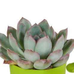 LA GREEN TOUCH - Mix de 5 succulentes et leurs caches-pots colorés h16cm