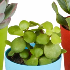 LA GREEN TOUCH - Mix de 5 succulentes et leurs caches-pots colorés h16cm