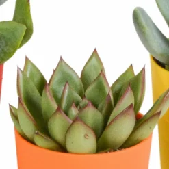 LA GREEN TOUCH - Mix de 5 succulentes et leurs caches-pots colorés h16cm